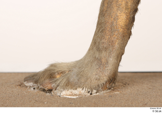 Striped Hyena Hyaena hyaena foot 0012.jpg